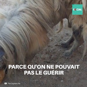 490K views · 10K reactions | Quand ils ont trouvé ce petit il était en très mauvais état- On l'avait jeté dans la rue comme s'il était un jouet sans usage. Mais cette femme était décidée à lui changer la vie. Sa transformation est incroyable. ❤ | Social | Facebook