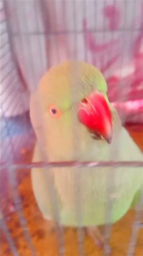 tikha paka dilbar # village#shory vidoe#village