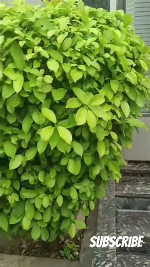 care tips of ficus#garden #houseplants #indoorplants #outdoor #likesubscribecomment