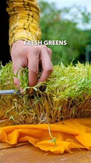 😳 🌱 5 Easy Plant Growing Hacks You Should Try! 🤯 #shorts #gardening #viral