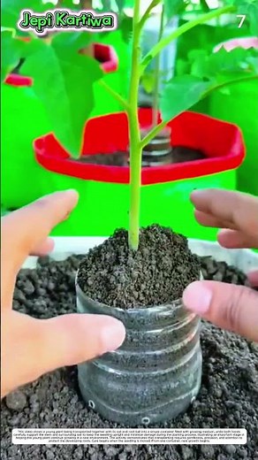 Plant Propagation: How Growing Media Transform Stem Cuttings Into New Life