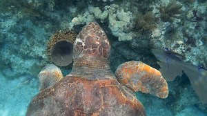 > Giant Loggerhead Sea Turtle Rescued and Released Off the Florida Keys Islamorada, Florida Keys | Keys Life Magazine
