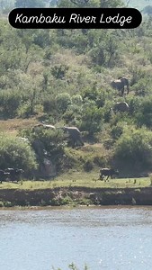 7.5K reactions · 143 shares | Amazing interaction with elephants and buffaloes in front of the lodge on the Crocodile River , Kruger National Park. Mating elephants and buffaloes diving into the river @kambaku_river_lodge #kambakuriverlodge #kruger #luxuryaccommodation #wildlife #safari #wheretostay #safariafrica #Elephants #buffalo Https://www.kambakuriverlodge.co.za/book-direct/ | Kambaku River Lodge - Kruger National Park - Malelane, South Africa | Facebook