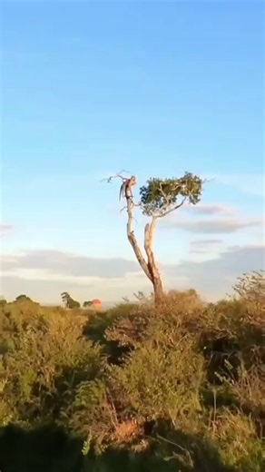 В кенийском заповеднике Масаи-Мара леопард забрался на верхушку дерева, чтобы посмотреть на закатЕму этот мир абсолютно понятен