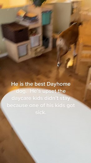 Samson the Boxer Dog - Daycare Heartbreak