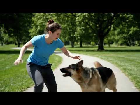 German Shepherd Attack Video Ready