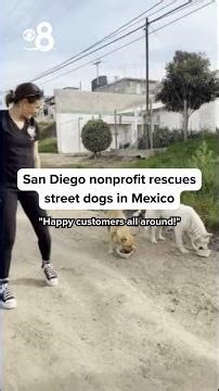 Local nonprofit rescues street dogs in Mexico, seeks volunteers and adoptive families