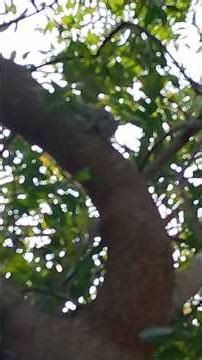 Two Minutes of Pure Squirrel Music – You’ll Be Shocked! #NatureMusic #SquirrelMelody