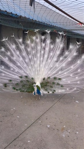 1.1M views · 41K reactions | The stunning moment! A #peacock with blue-and-white porcelain-like colors spreading its feathers, resembling the Chinese landscape painting "A Thousand Li of Rivers and Mountains." 朗 | T-Time HK | Facebook