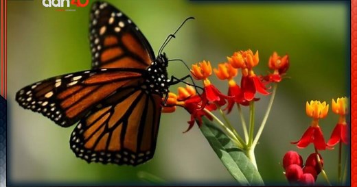 La mariposa monarca llega a bosques de México ¿dónde verlas?