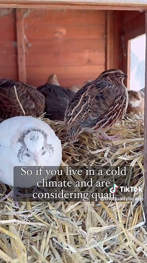 Cold Weather Quail Care Tips for Backyard Bird Keepers
