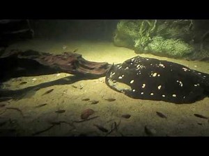 Behind the Scenes: Freshwater Stingrays | California Academy of Sciences