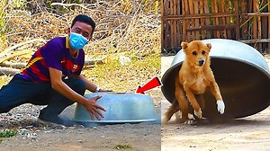 2.2M views · 22K reactions | Aluminum Box Dog Prank Really Funny Scared Reaction - Must Watch Most Funny Comedy Video With Try To Stop Laugh | SRTV Club | Facebook