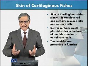 Skin of Jawless and Cartilaginous Fishes | Animal Form & Function 1 (Theory) | ZOO516T_Topic006