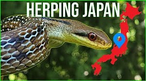 Exploring Japan's Nature: Discovering Hidden Snakes And Spiders!