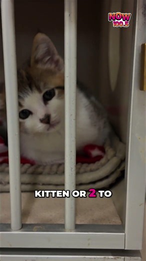 Kitten Season CRAZE! Adopt Your New Fur Baby FAST! #NOW1005FM #shorts