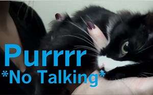 [搬]ASMR·迎接家庭新成员 喵~（无人声）——Rhosgobel Rabbit ASMR