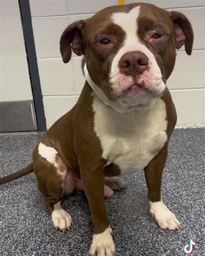 4K views · 370 reactions | Tank is still dreaming of his forever home. His playful spirit and affectionate nature make him the perfect companion! Tift Co. Animal Shelter 278 GA Hwy 125 S Tifton, Ga 31794 (229) 382-7387 Adoption Hours are Monday through Friday, 1–6pm. | Friends of Tift County Animal Shelter | Facebook