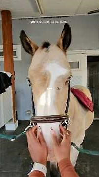 Working on transitions in this episode of “Notes from the saddle” 🌟 ‪@raybanmeta‬ #rbmcp