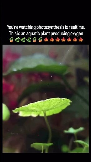 How Plants Produce Oxygen | Nature’s Real Life Oxygen Factory Explained 🌱💨| #ytshorts #ytindia