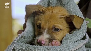 114K views · 714 reactions | Tia Maria Torres of Pit Bulls & Parolees works with a wonderful team of volunteers at the Villalobos Rescue Center to save these adorable dogs and change the stigma surrounding put bulls. What is a cause you care about?  #VOTD #VideoOfTheDay #InternationalVolunteerDay #PitBullsandParolees | Animal Planet | Facebook