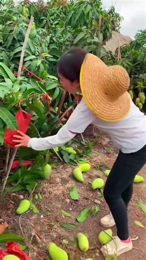 Mango Harvest Mastery #shorts #farming