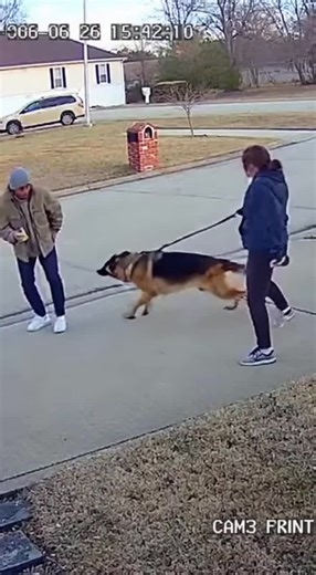 This is why you don’t test a trained German Shepherd. Pure power and intensity! 🔥👀#K9Unit #ProtectionTraining #HighDriveDog #GermanShepherdWorld #DogHandler