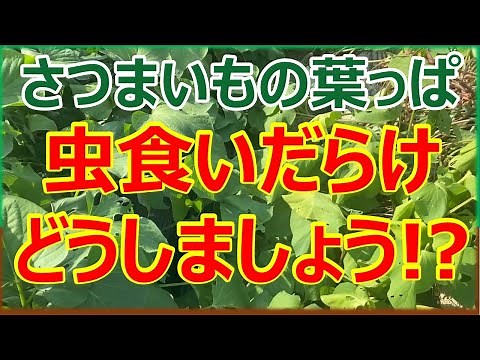 さつまいもの葉っぱ虫食いだらけ！どうしましょう⁉︎