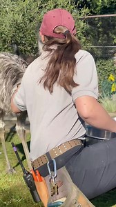 Western gray kangaroos are herbivores, feeding mostly on grasses and shrubs. Emus, on the other hand, focus on foods that are dense in nutrients, such as seeds, nuts, fruits, and sometimes, insects and small vertebrates. You may have noticed in this video that amazing keeper Kelly gave some scratchies to the emu. So, we chatted with her about the benefits of tactile enrichment. "When we think about training a behavior using positive reinforcement, we are rewarding an animal for accomplishing som