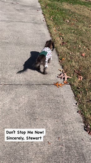 6.2K views · 509 reactions | Morning stroll. | Stewart Stanley Family | Facebook