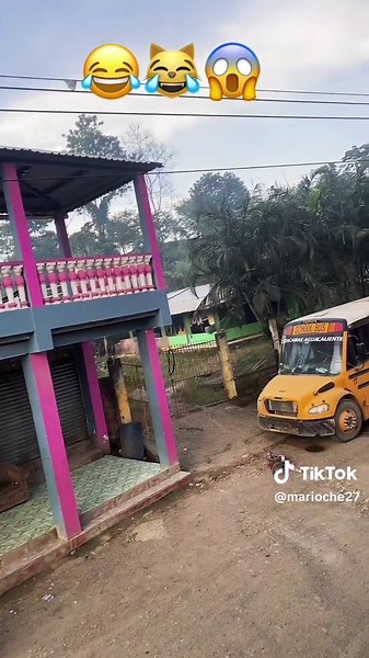 Funny Horse Neighing Videos Compilation