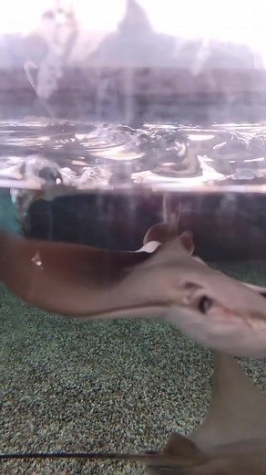 Zen Life: Baby Stingray's Adventures in the Aquarium
