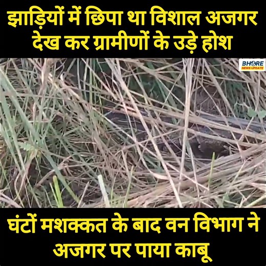 Suresh Rai Prabhat Khabar on Instagram: "झाड़ियों में छिपा था विशाल अजगर, ग्रामीणों के उड़े होश"