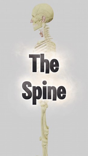 The Spine Song: A Fun Mnemonic for Anatomy