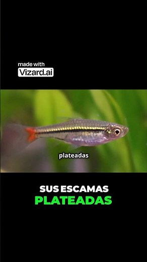 👉 Este pez PEQUEÑO enamora a todos 😍 Belleza y paz en tu acuario