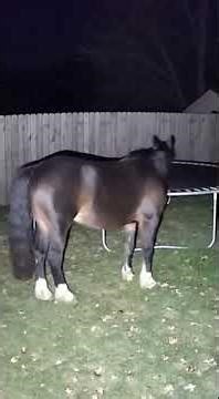 Wild Trampoline Nights: Animals Caught on Camera!