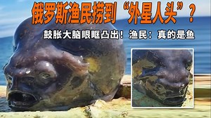 俄罗斯渔民捞到“外星人头”？鼓胀大脑眼眶凸出！渔民：真的是鱼