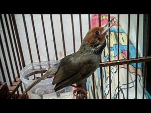 Suara Prenjak KLAWU Gacor DOR - PIKAT & Pancingan Burung Pernjak BAHAN Agar Cepat Bunyi Lot FIGHTER