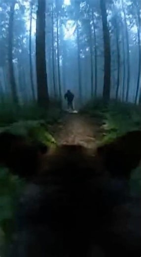 K-9 Unit POV: Tracking Suspect in Woods 🐕🌲