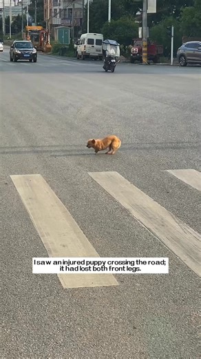 32K views · 1.4K reactions | I saw an injured puppy crossing the road; it had lost both front legs. It struggled to walk. My heart ached, so I decided to help it, and then…#rescue #animals #puppy | I Love My Dog | Facebook