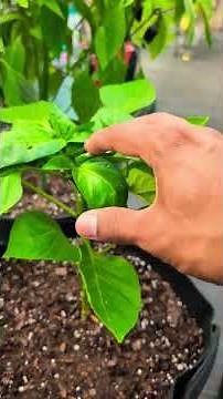 How I Prune Pepper Plants #gardening #garden #plants