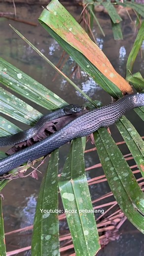Part 140. Bertemu ular hitam pada saat membuat pagar bubu ikan! #Acozpetualang #survival #pamanbara #fyp #mancing