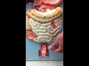Digestive System Model
