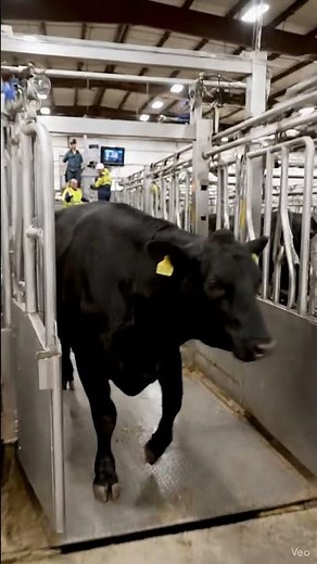 AI Livestock Veterinary System 🐄🤖 | Smart Cattle Health Monitoring | Machinica AI #shortvideo