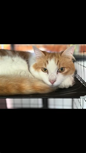 🐾 Certified cuddle-collector: Tedley edition 🐈 #petsitting #furryfriends #cat #ginger #catsitters #pet | Playful Paws Pet Sitting