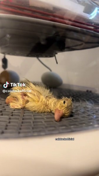 Adorable Chip Duck Official - Hatching and Wobbling Moment
