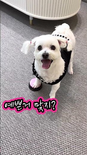 [1 Million Views Cumulative] If you agree that talking Minky is cute, please press Like♥️ #cutean...