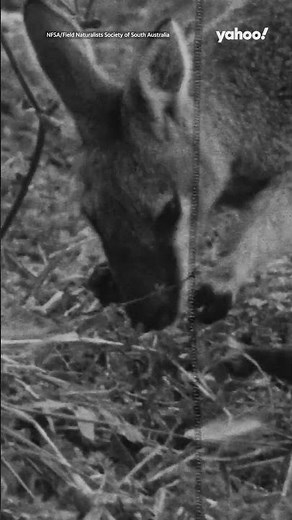Only known colour footage of extinct Toolache wallaby revealed after 90 years | #yahooaustralia