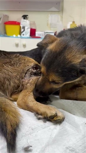 HELP: Cruel Human SHOOTS Dog, The Bone-Exposing Wound Turning Dangerously Necrotic [STORY BELOW]