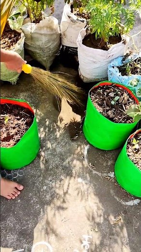 Terrace Garden Transformation Video Terrace Farming Kitchen Garden